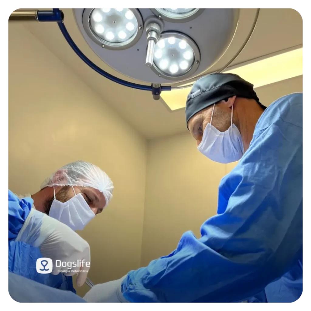 cirurgia-dogs-life-vet-e-shop-clinica-veterinaria-24h-caxias-do-sul-rs